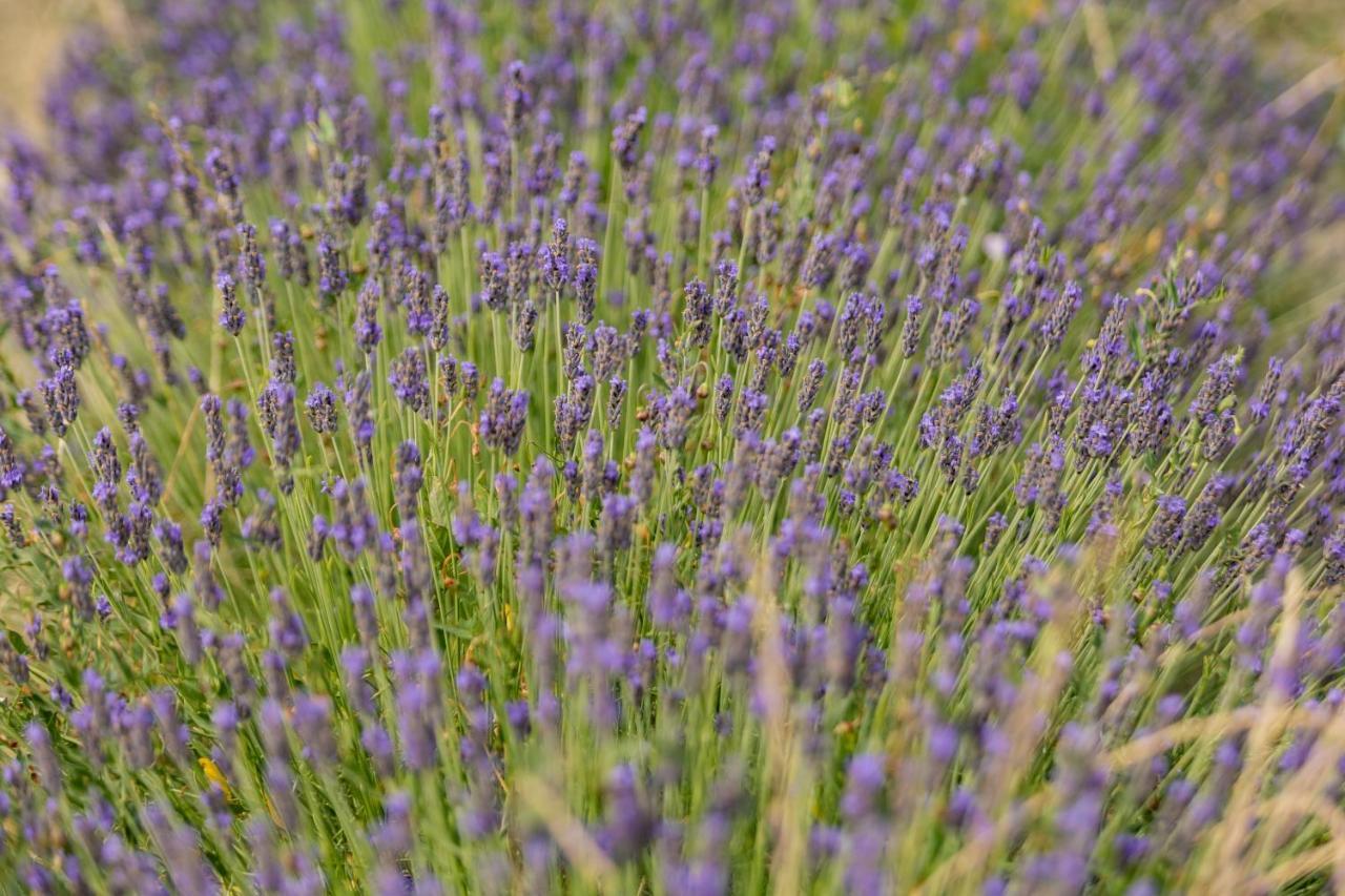 Agriturismo La Valle Della Lavanda - Podere Mezzastrada Fauglia Exterior foto